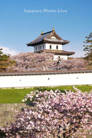 松前城と桜