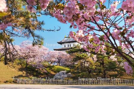 松前城と桜
