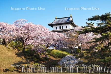 松前城と桜