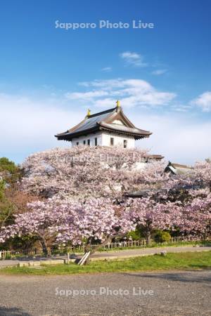 松前城と桜
