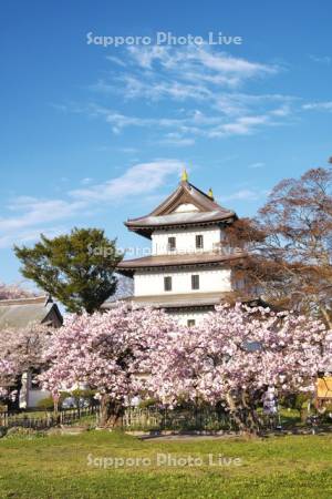 松前城と桜