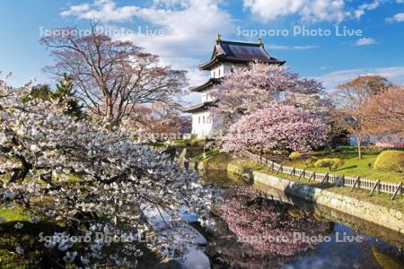 松前城と桜