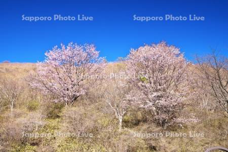 恵山つつじ公園のサクラ