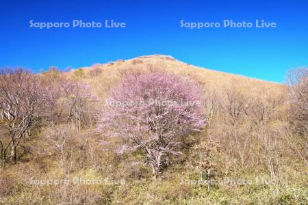 恵山つつじ公園のサクラ