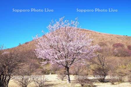 恵山つつじ公園のサクラ
