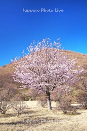 恵山つつじ公園のサクラ