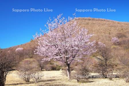 恵山つつじ公園のサクラ
