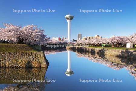 五稜郭公園の桜と五稜郭タワー