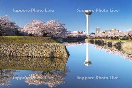 五稜郭公園の桜と五稜郭タワー