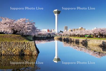 五稜郭公園の桜と五稜郭タワー