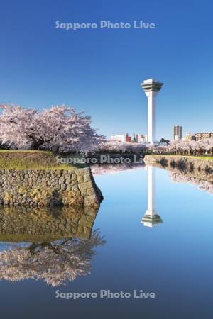 五稜郭公園の桜と五稜郭タワー
