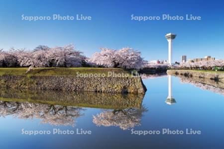 五稜郭公園の桜と五稜郭タワー