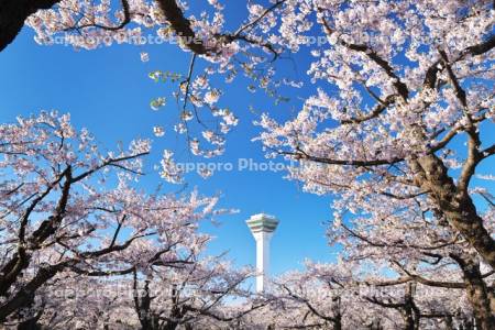 五稜郭公園の桜と五稜郭タワー