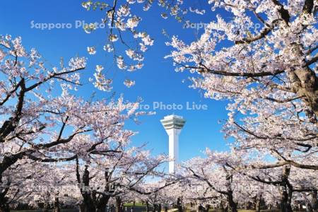 五稜郭公園の桜と五稜郭タワー