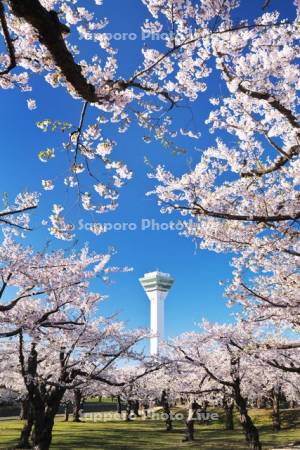 五稜郭公園の桜と五稜郭タワー