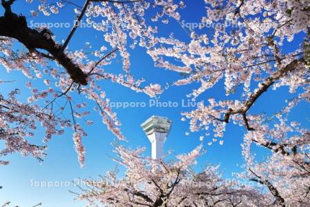 五稜郭公園の桜と五稜郭タワー