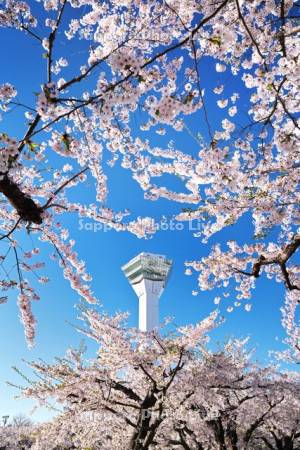 五稜郭公園の桜と五稜郭タワー
