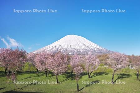 羊蹄山と尻別川沿いの桜