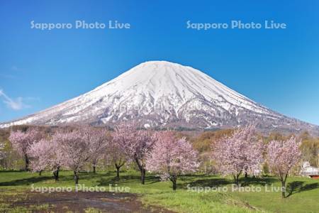 羊蹄山と尻別川沿いの桜