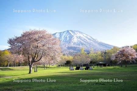 羊蹄山自然公園の桜と羊蹄山