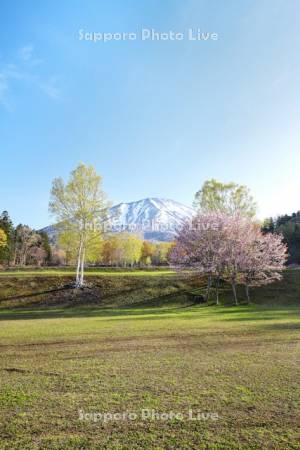羊蹄山自然公園の桜と羊蹄山