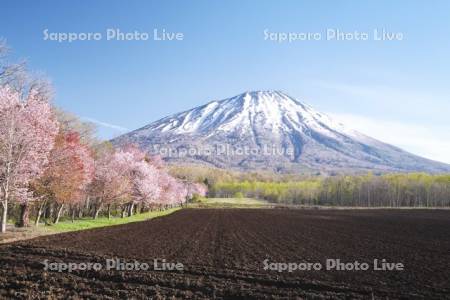 真狩神社の桜と羊蹄山