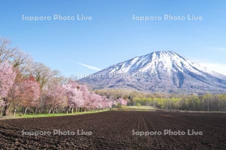 真狩神社の桜と羊蹄山