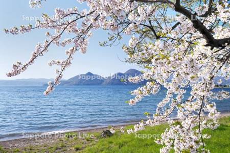 洞爺湖と桜と中島