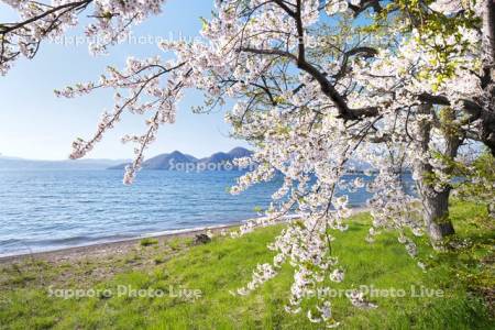 洞爺湖と桜と中島