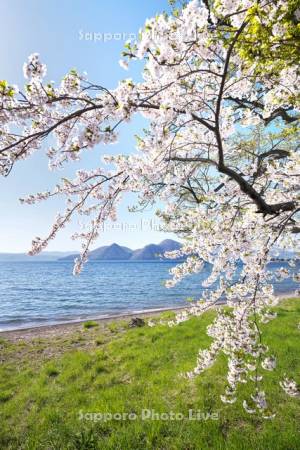 洞爺湖と桜と中島
