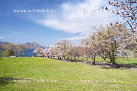 えぼし岩公園の桜並木と洞爺湖