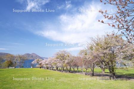 えぼし岩公園の桜並木と洞爺湖
