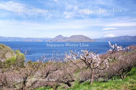 壮瞥公園の梅林と洞爺湖と羊蹄山