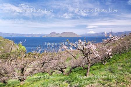 壮瞥公園の梅林と洞爺湖と羊蹄山
