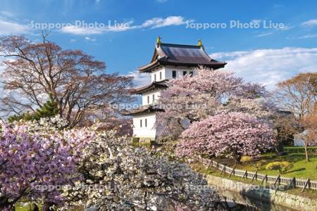 松前城と桜