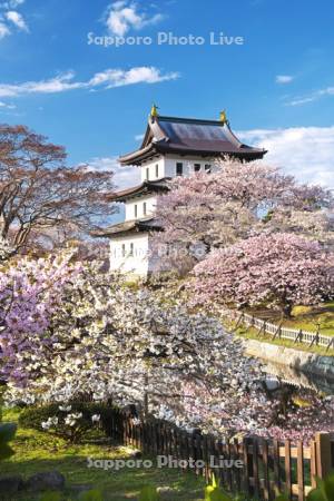 松前城と桜