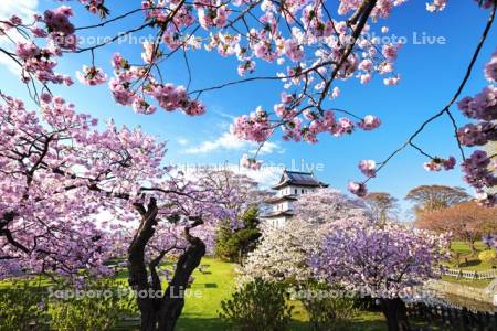 松前城と桜