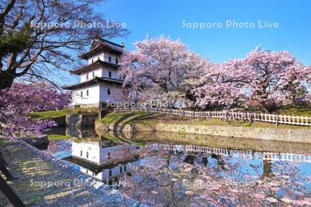 松前城と桜