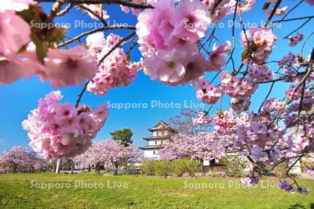 松前城と桜