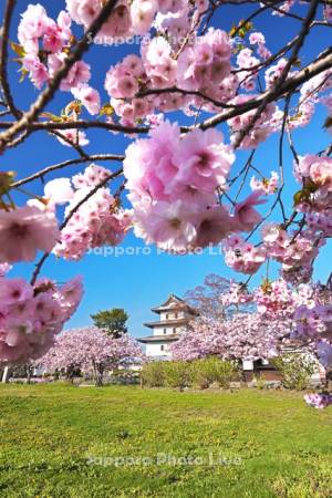 松前城と桜