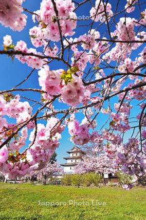 松前城と桜