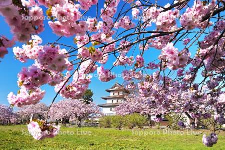 松前城と桜