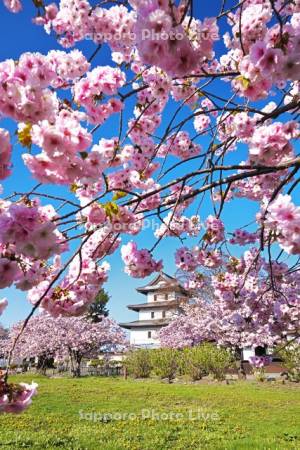 松前城と桜