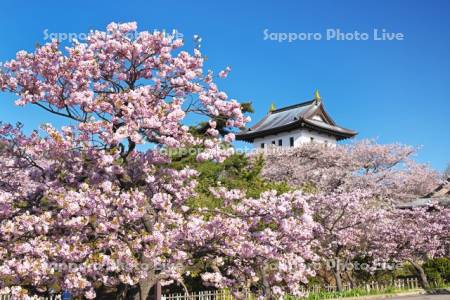 松前城と桜