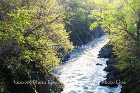 滝上渓谷（渚滑川）の新緑　錦仙峡