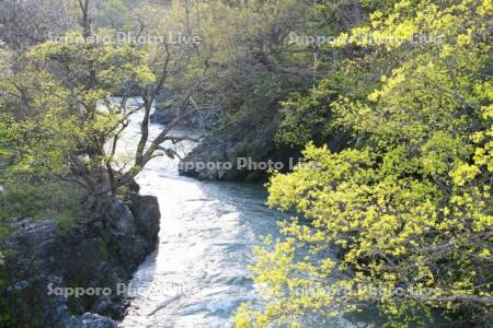 滝上渓谷（渚滑川）の新緑　錦仙峡