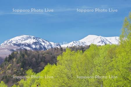 大雪山と新緑