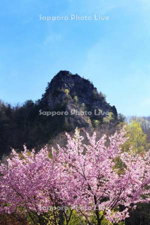 層雲峡と桜
