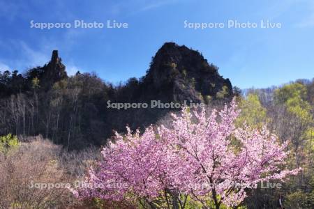 層雲峡と桜