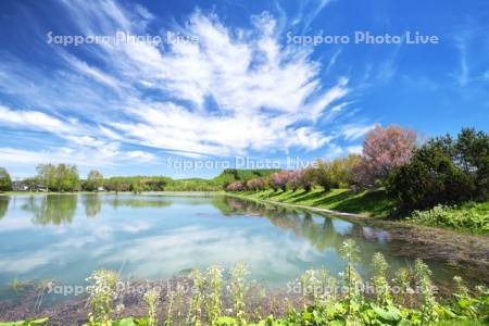 大雪遊水公園と桜